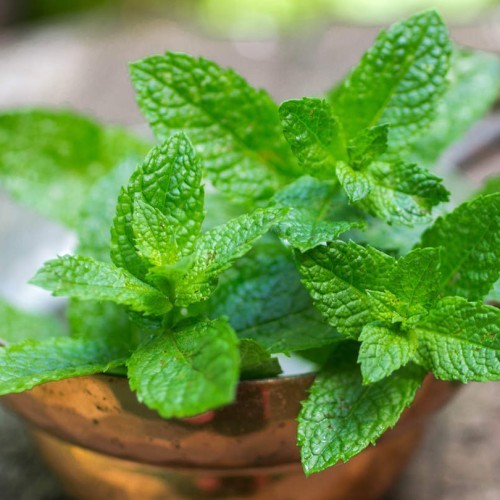 Mentha arvensis